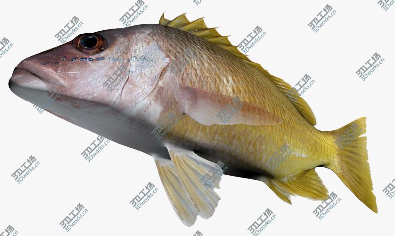 images/goods_img/2021040163/Saltwater fish collection 1/3.jpg